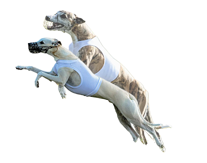 Boss365 greyhound racing